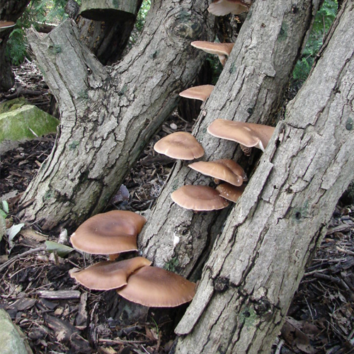 Growing Mushrooms, Part I