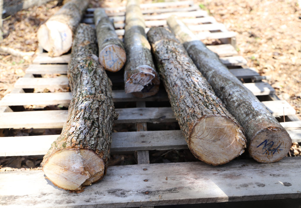 Inoculated mushroom logs in the backyard, pallet, growing backyard mushrooms