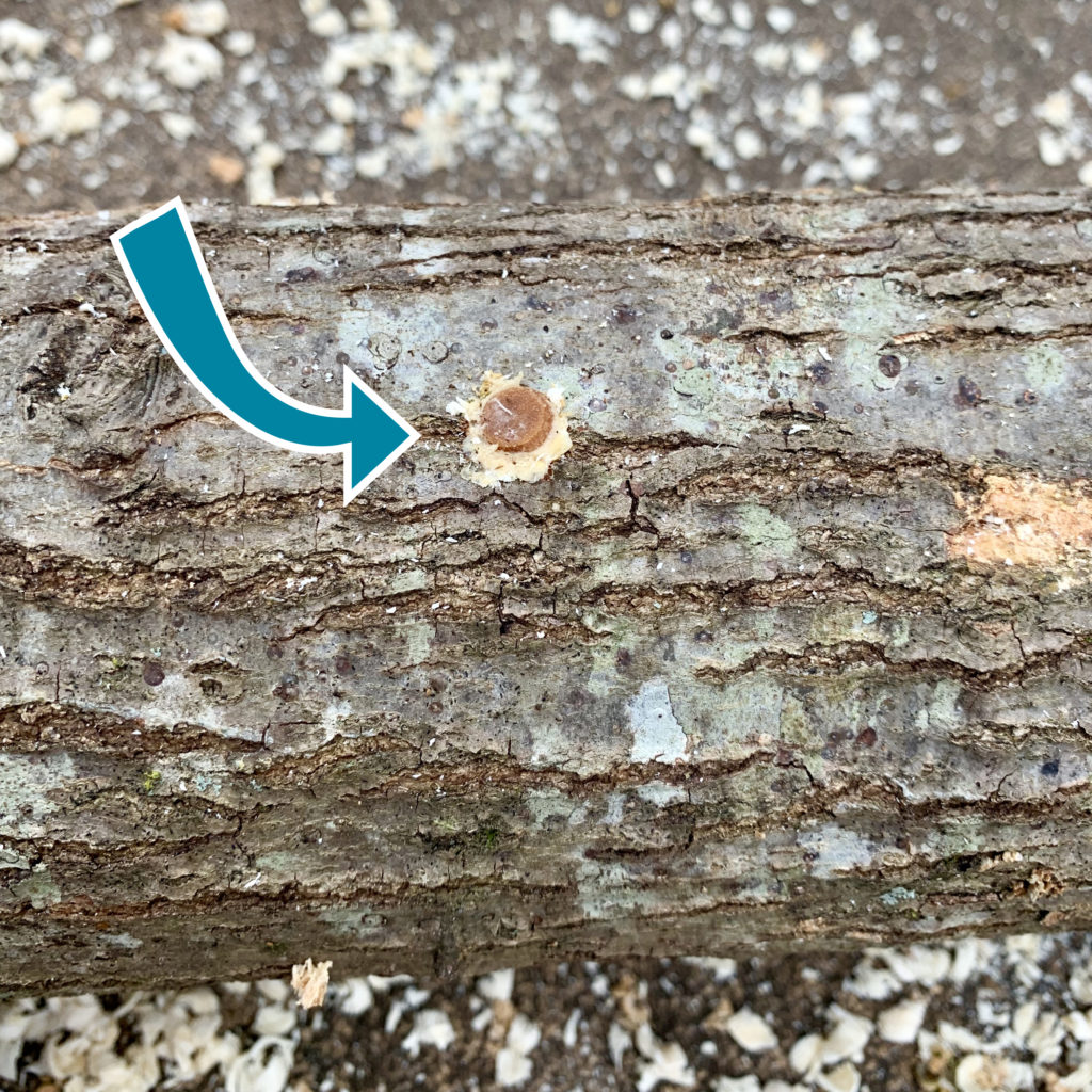 Closeup of mushroom log plug in a log, growing backyard mushrooms