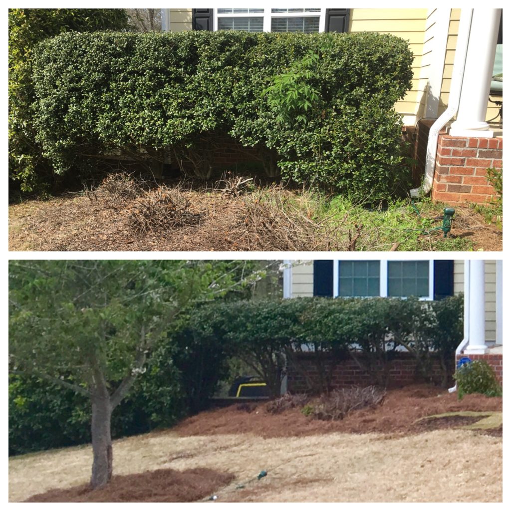 Before and After removing builder's grade landscaping at the Forest House planting new shrubs and plants